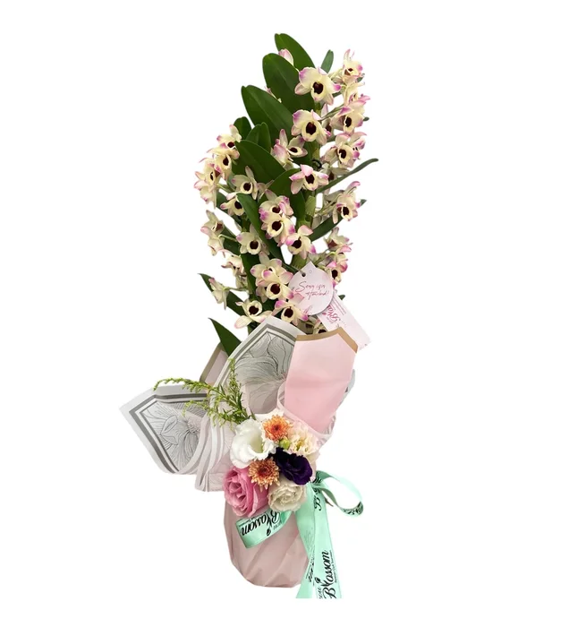 Çift Dallı Dendrobium Orkide