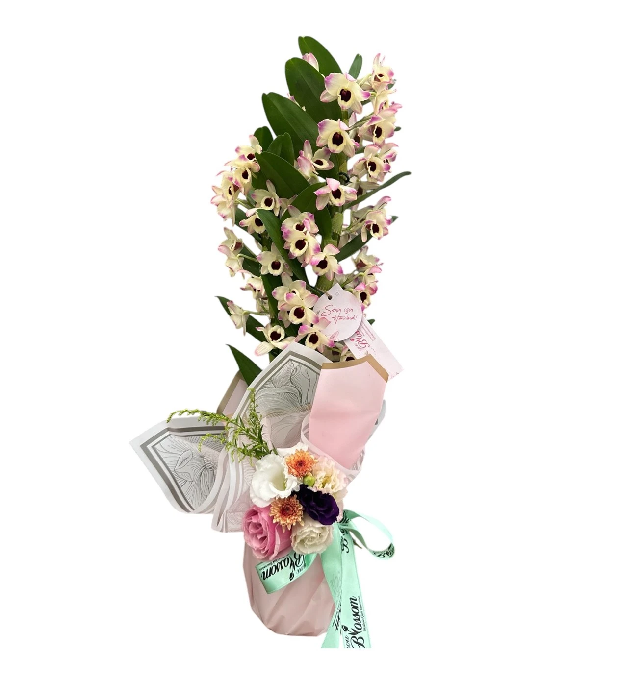 Çift Dallı Dendrobium Orkide
