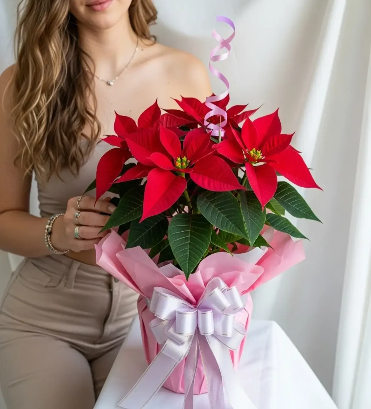 Crimson Elegance Poinsettia  Atatürk Çiçeği