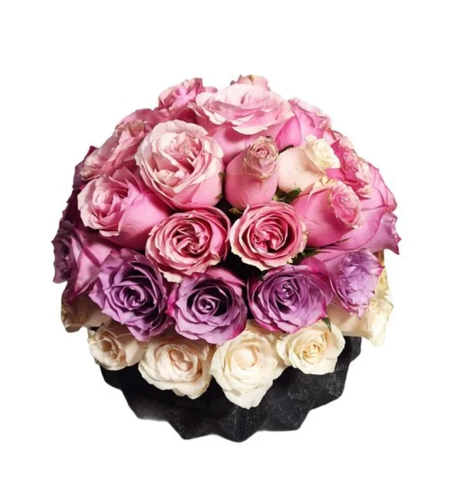 Multicolored Rose