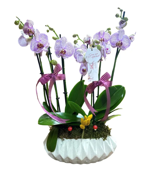 Six Blooms Luxury Pink Orchid