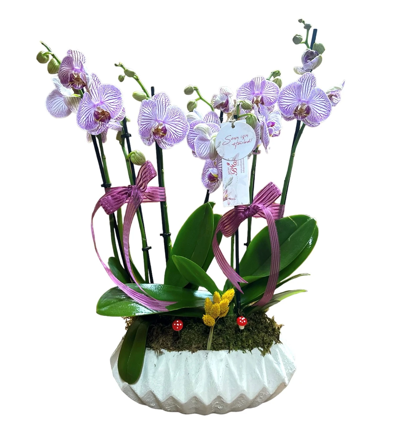 Six Blooms Luxury Pink Orchid