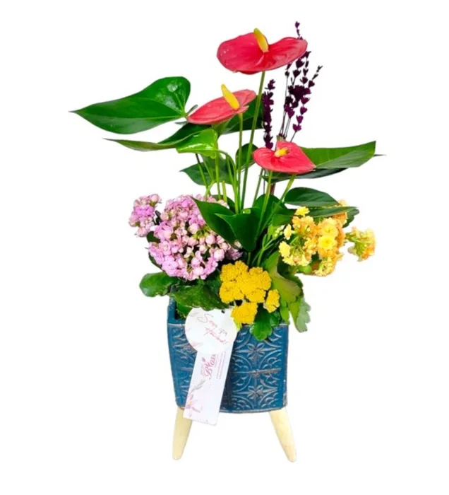 Anthurium Basket