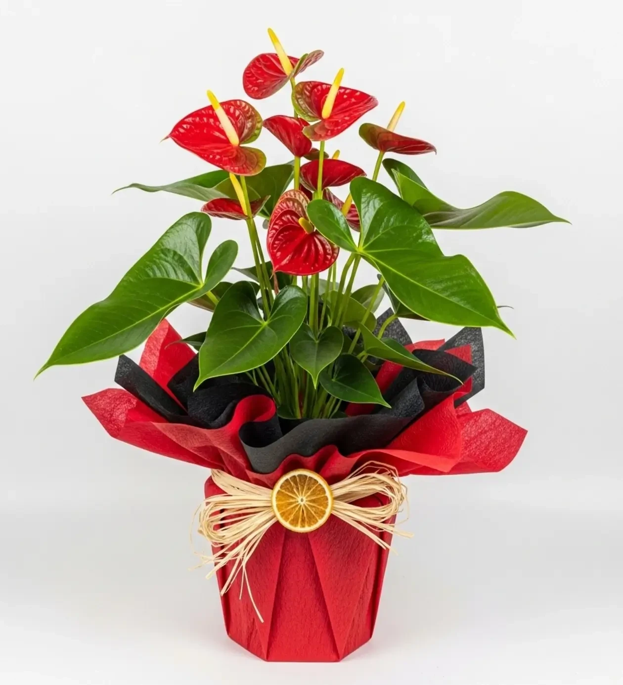 Red Hearts Live Potted Anthurium