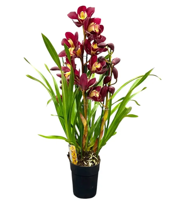 Vanda Orkide