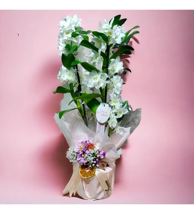 Natural White Dendrobium Orchid
