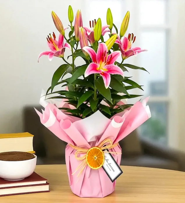 Potted Pink Lily