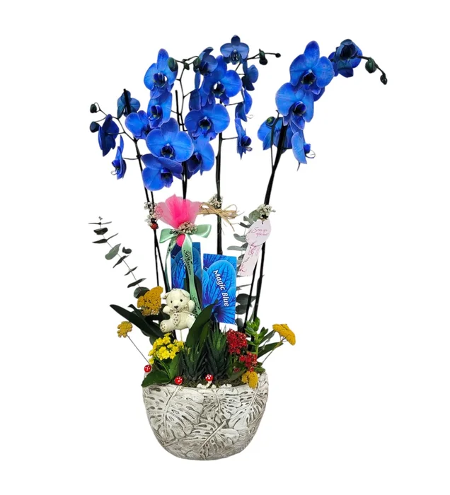 Four Blooms Magic Blue Orchid