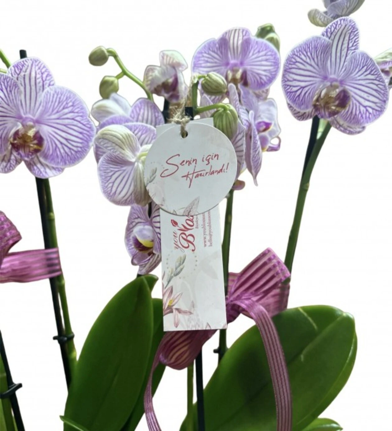 Six Blooms Luxury Pink Orchid
