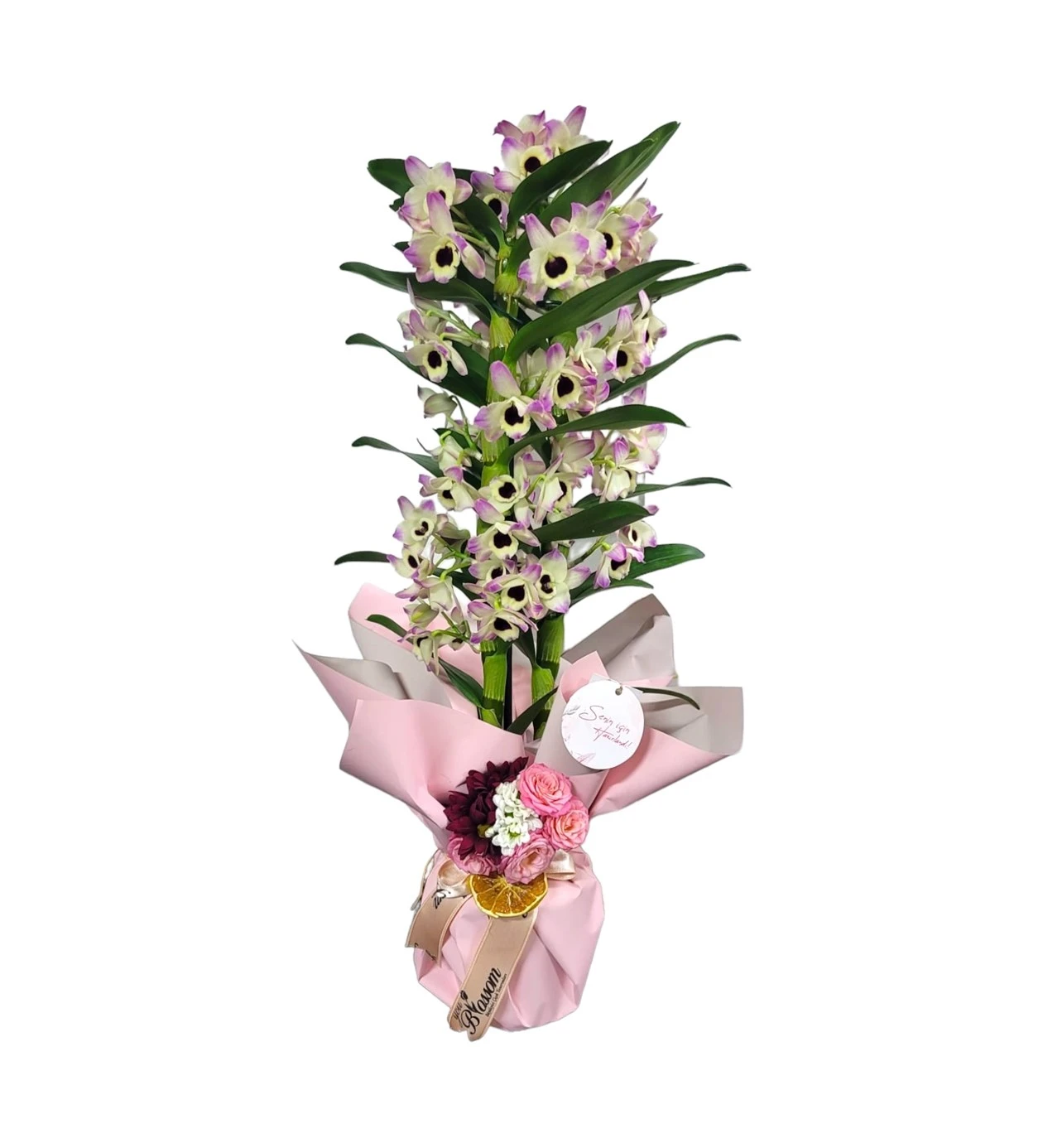 Dendrobium of Love