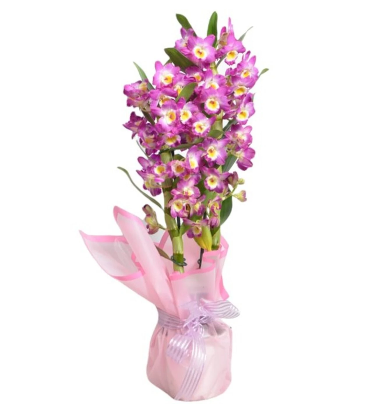 Magic Purple Dendrobium Orchid