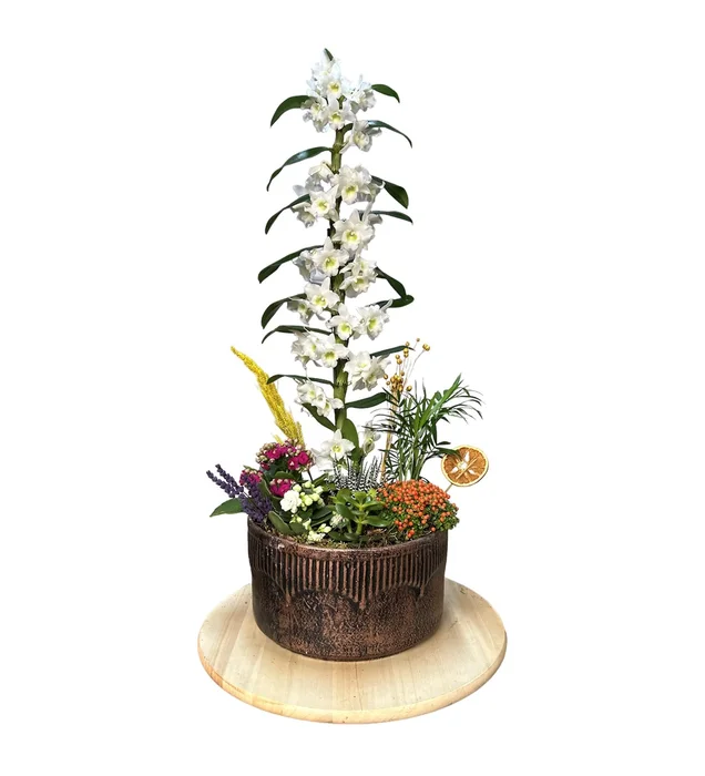 White Dendrobium Orchid Arrangement