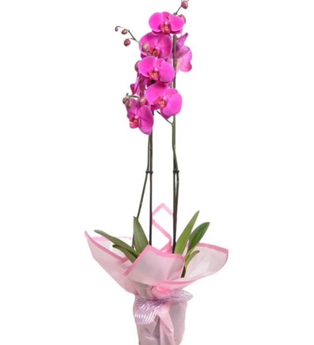 The Honey Double Orchid