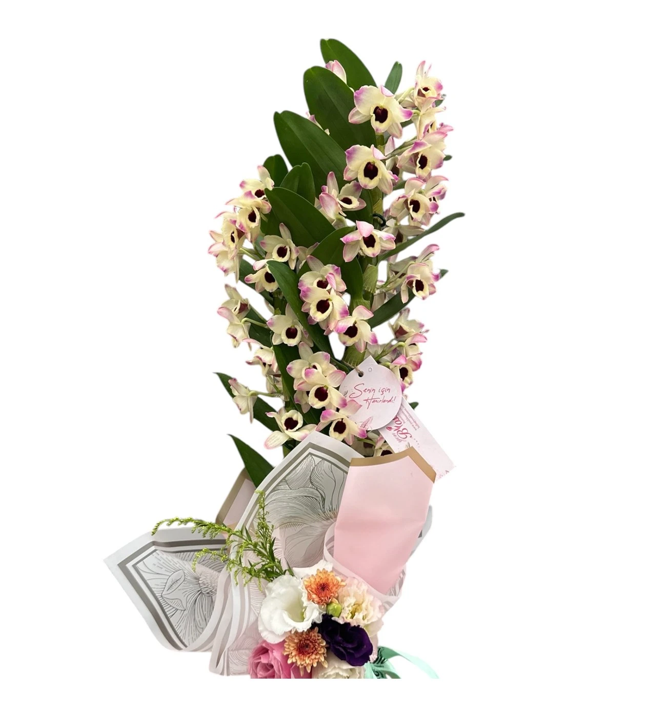 Çift Dallı Dendrobium Orkide