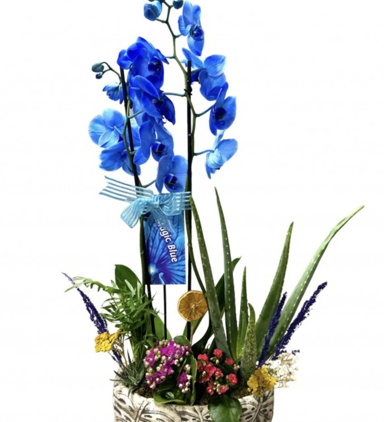 Magic Blue Orchid Garden