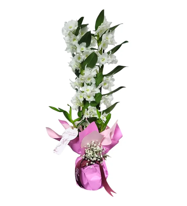 Beyaz Dendrobium Orkide