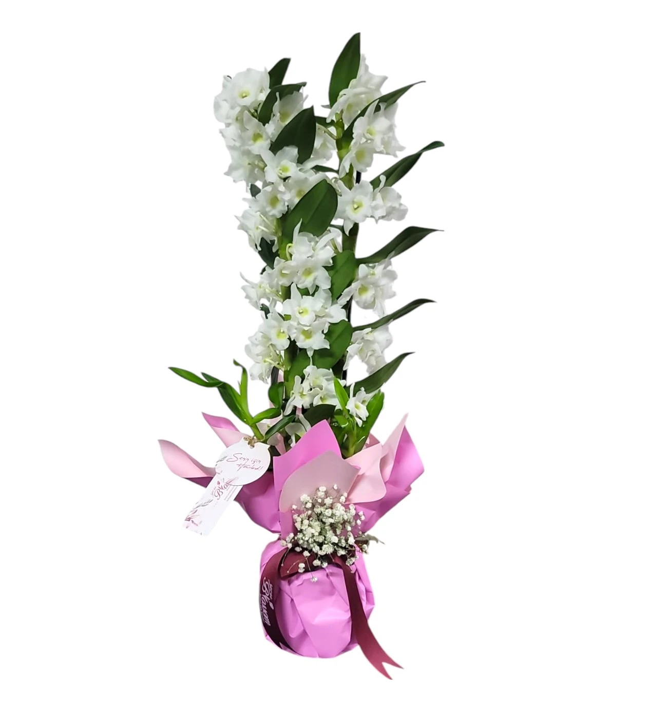 Beyaz Dendrobium Orkide