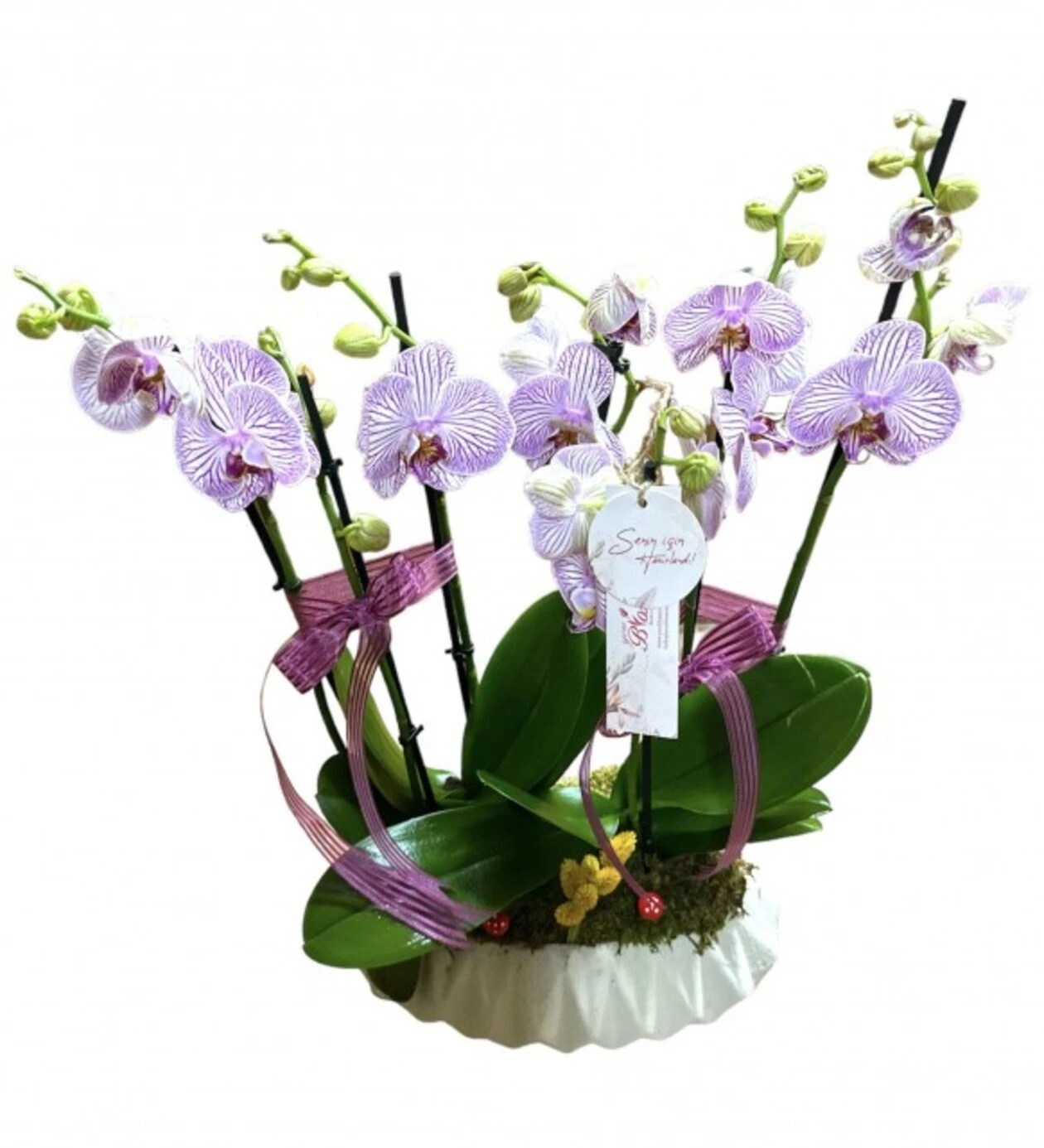 Six Blooms Luxury Pink Orchid