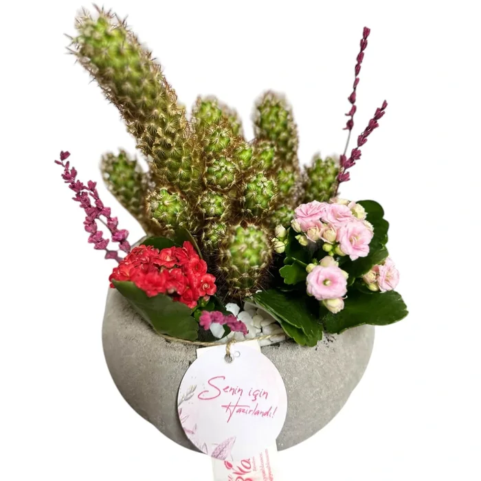 Mammillaria Elongata ile Kaktüs Çiçek Armonisi