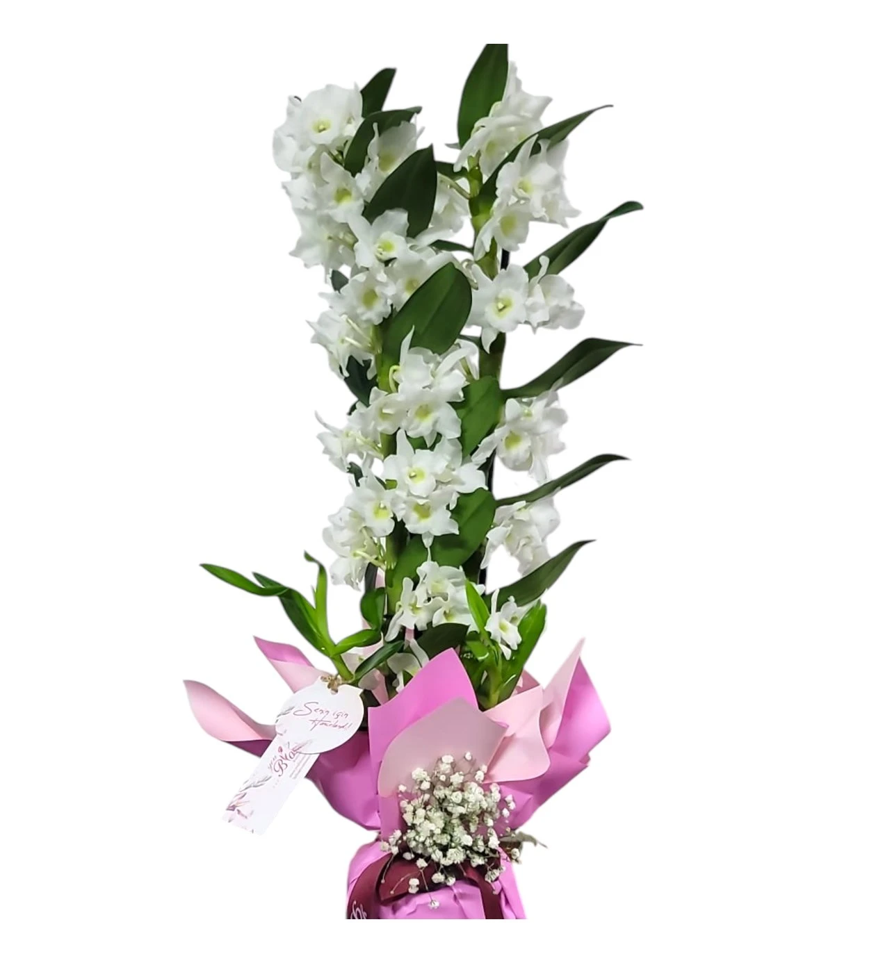 Beyaz Dendrobium Orkide