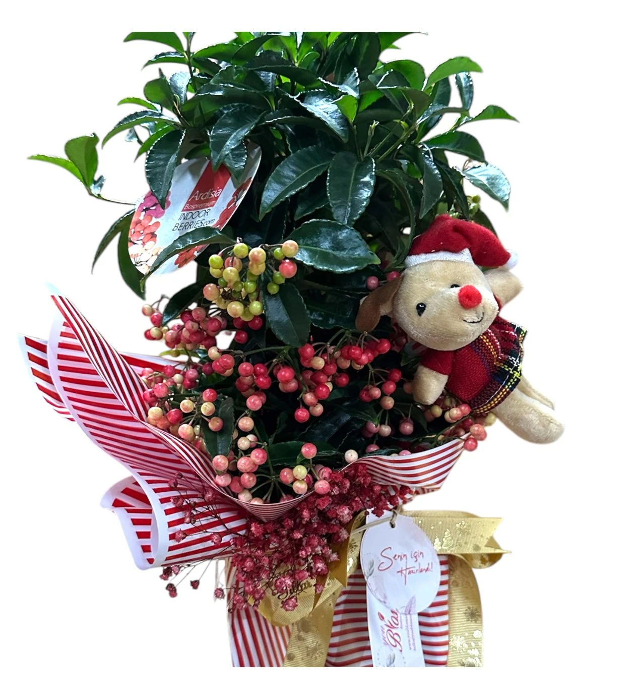 Yılbaşı Çiçeği: Ardisia Crenata