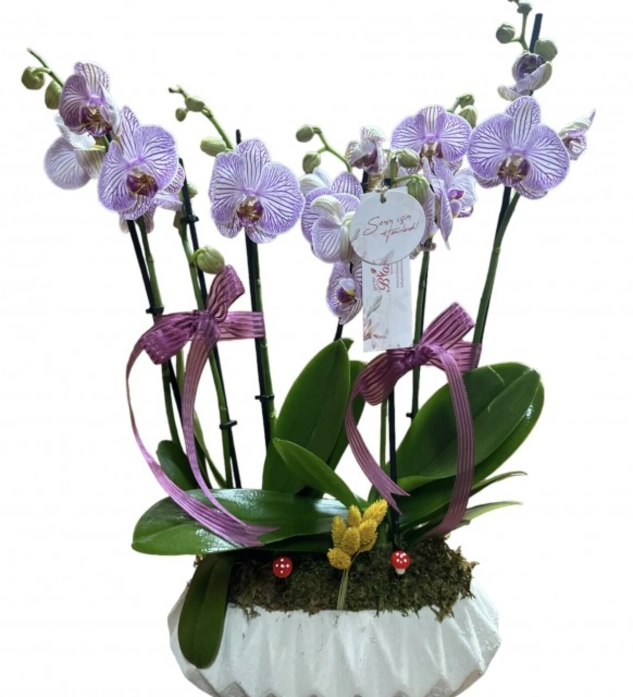 Six Blooms Luxury Pink Orchid
