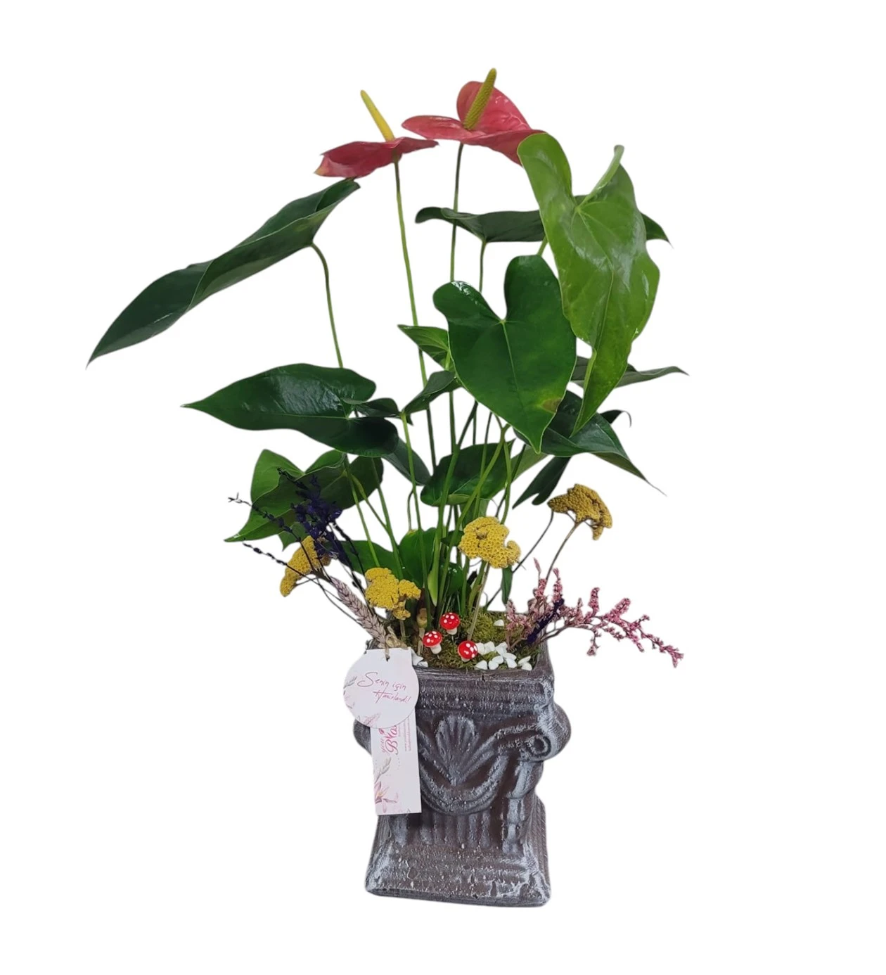 Flamingo Anthurium Çiçeği