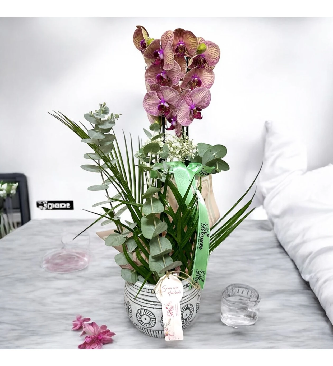 Eterna Bloom Orkide