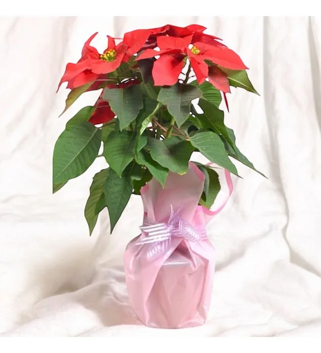 Atatürk Çiçeği (Poinsettia)