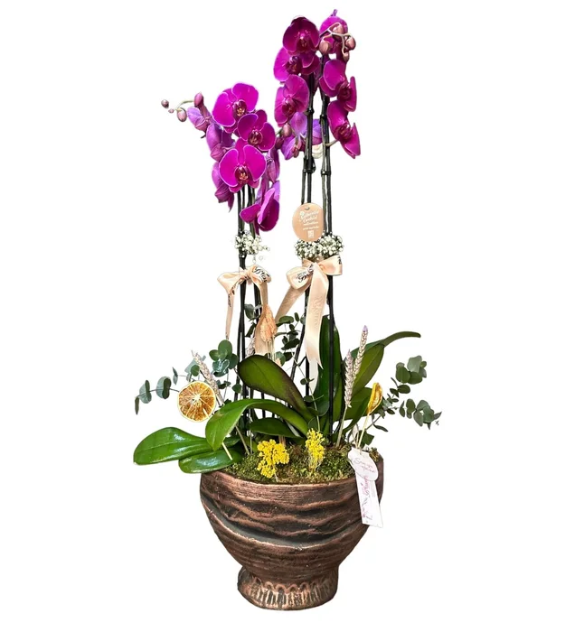 Four Blooms Purple Orchid