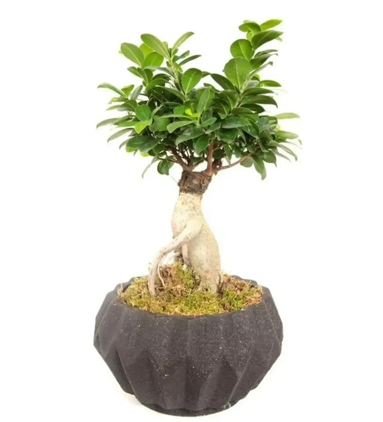 Zen Bonsai Elegance Dekoratif Saksıda Ficus Ginseng