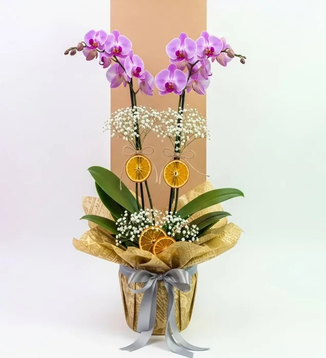 Golden Touch Purple Orchid