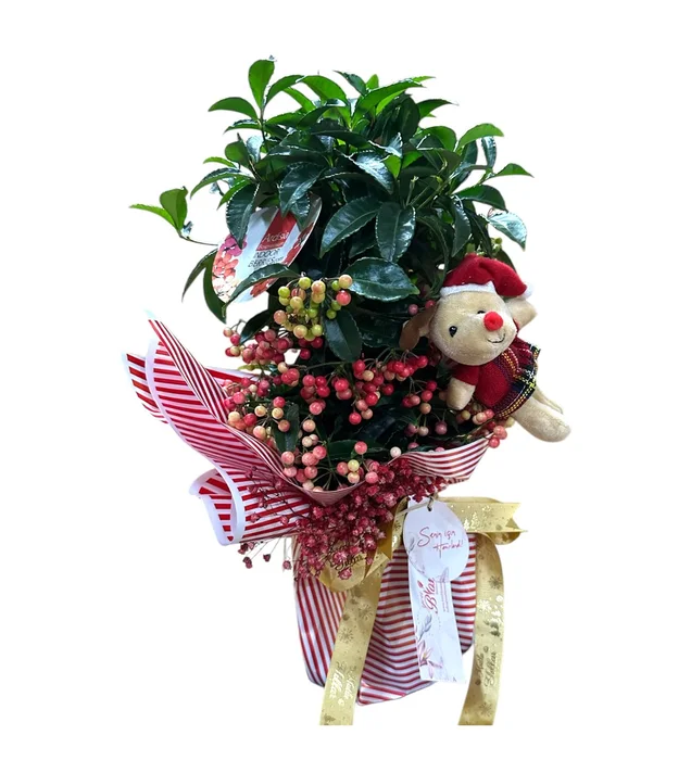 Yılbaşı Çiçeği: Ardisia Crenata