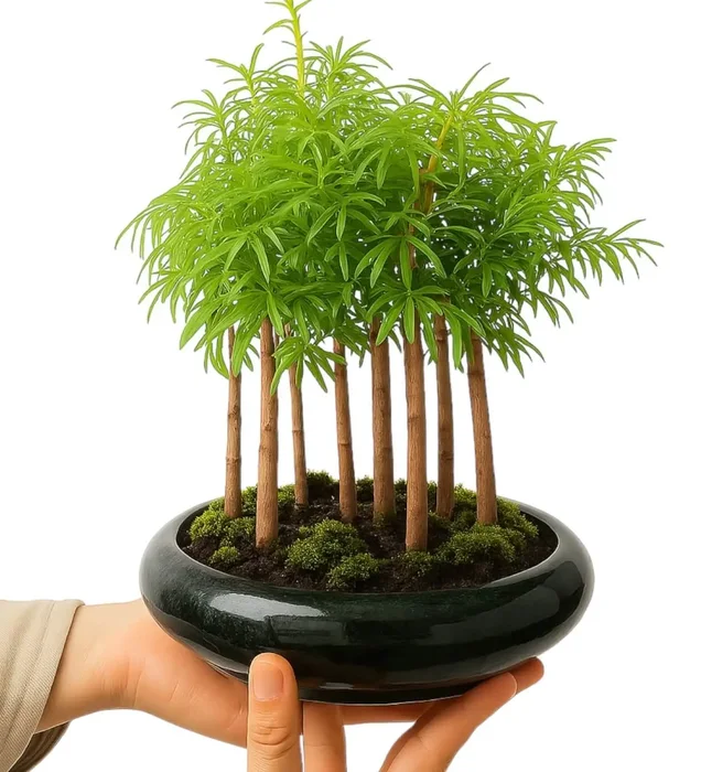 Larix Bonsai Ağaçı