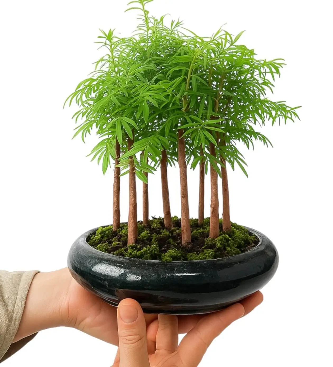 Larix Bonsai Ağaçı