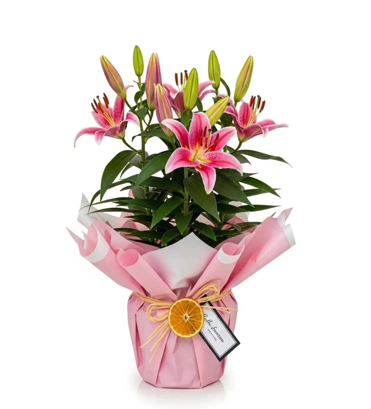 Potted Pink Lily