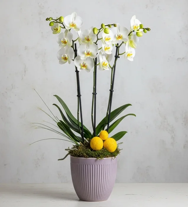 Pure Elegance White Orchid