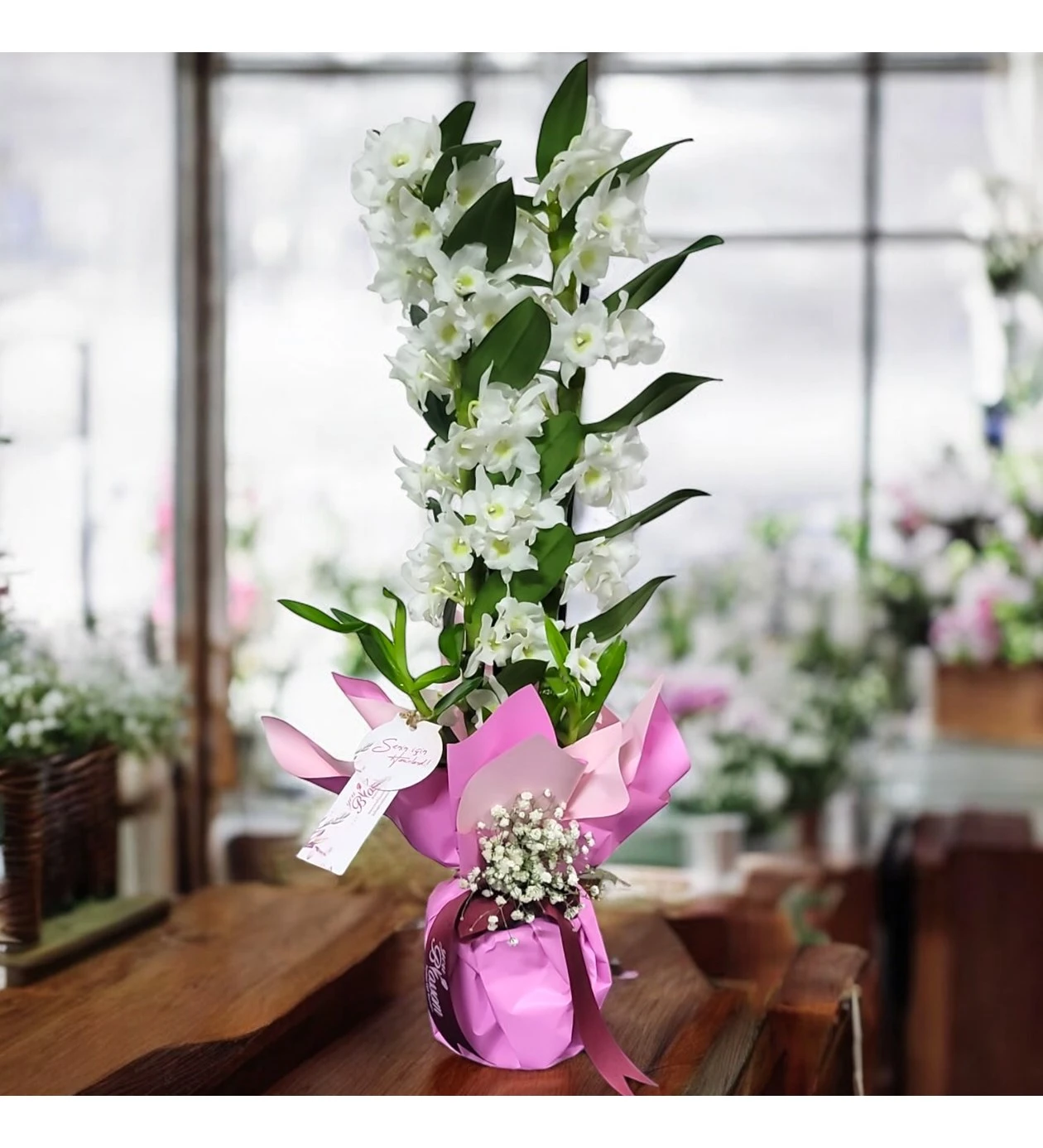 Beyaz Dendrobium Orkide