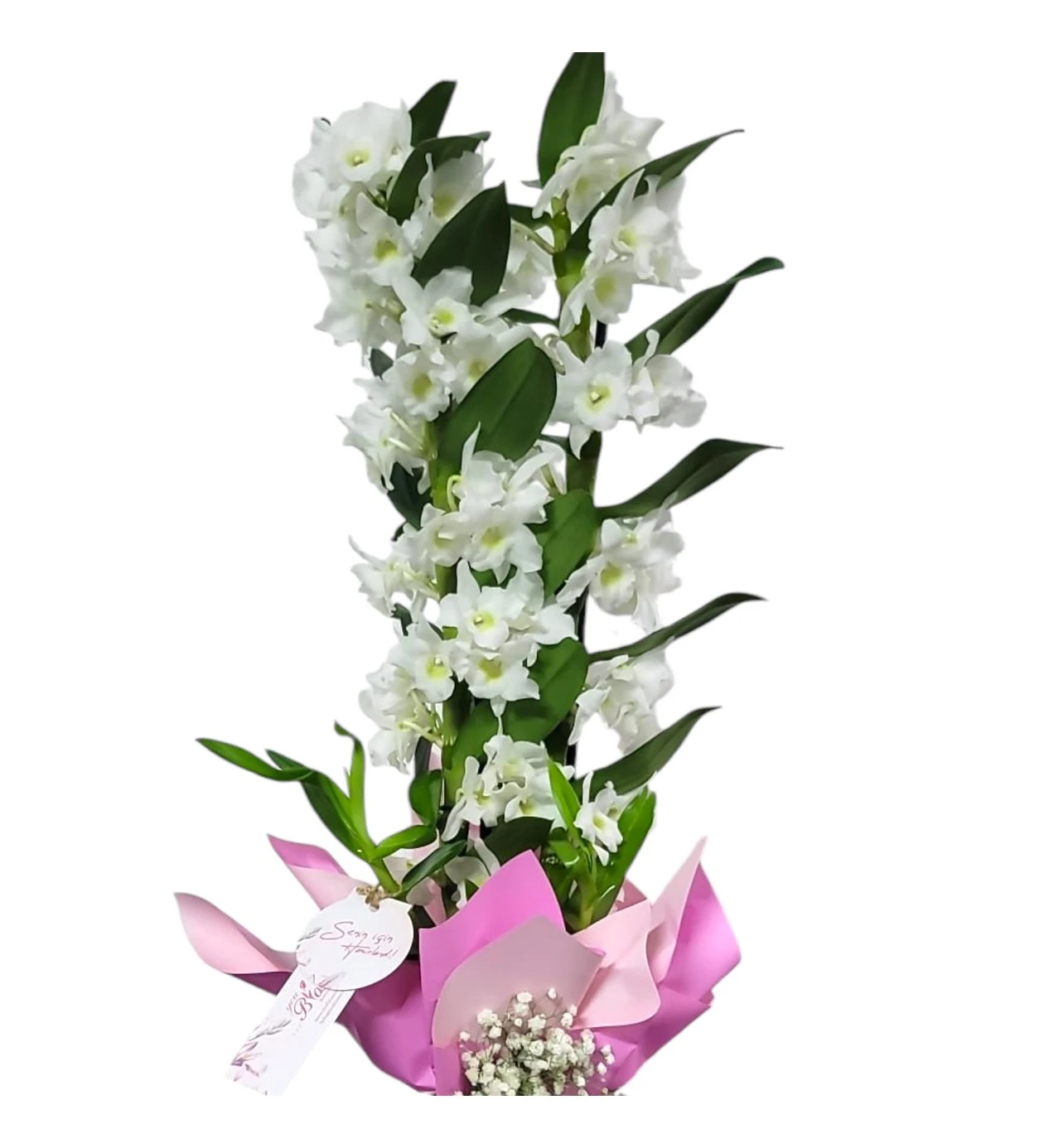 Beyaz Dendrobium Orkide