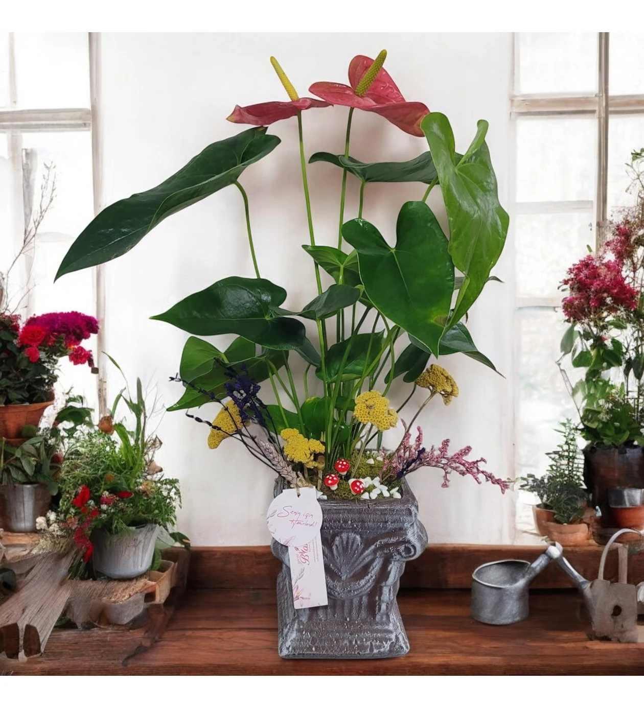 Flamingo Anthurium Çiçeği