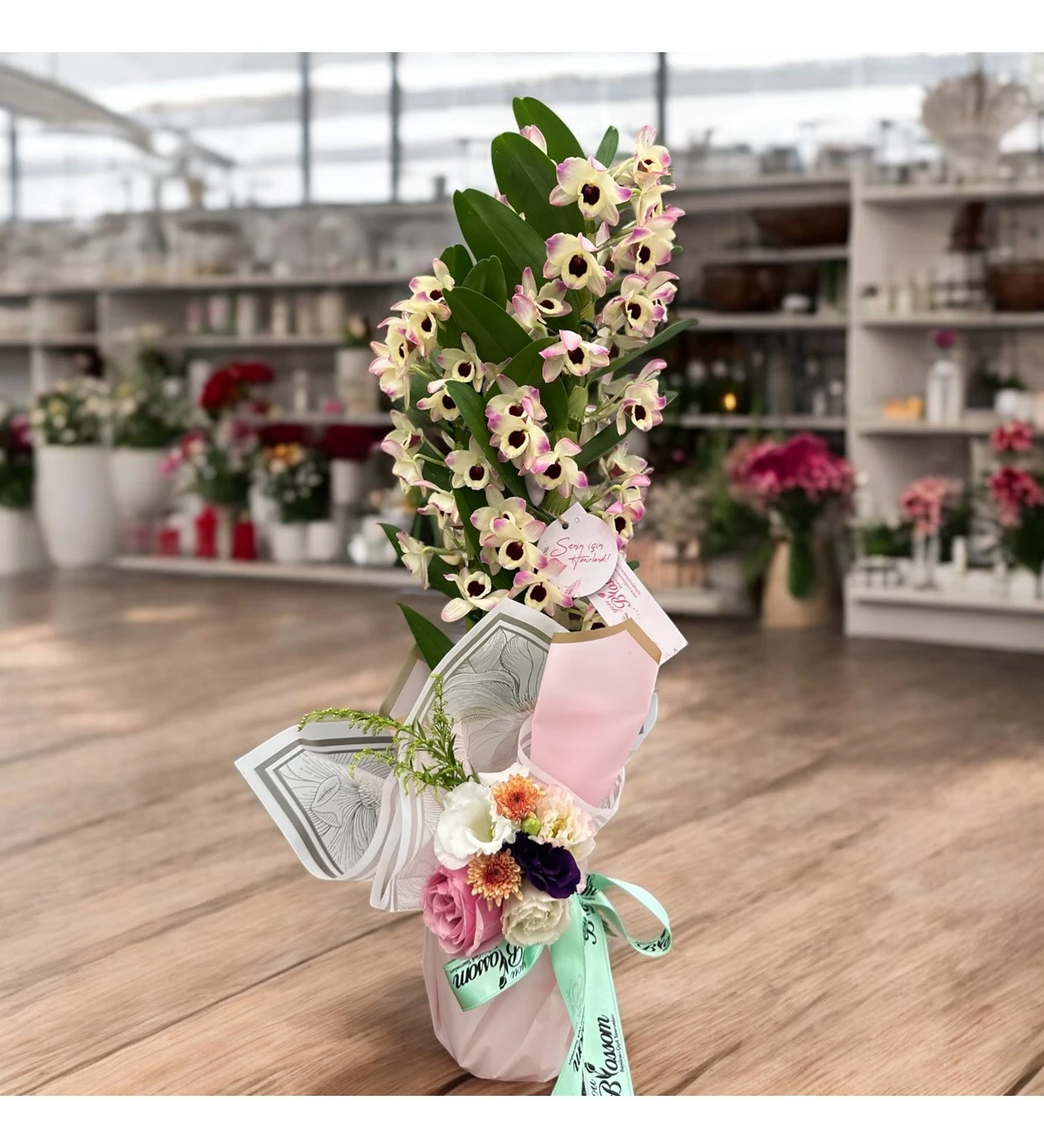 Çift Dallı Dendrobium Orkide