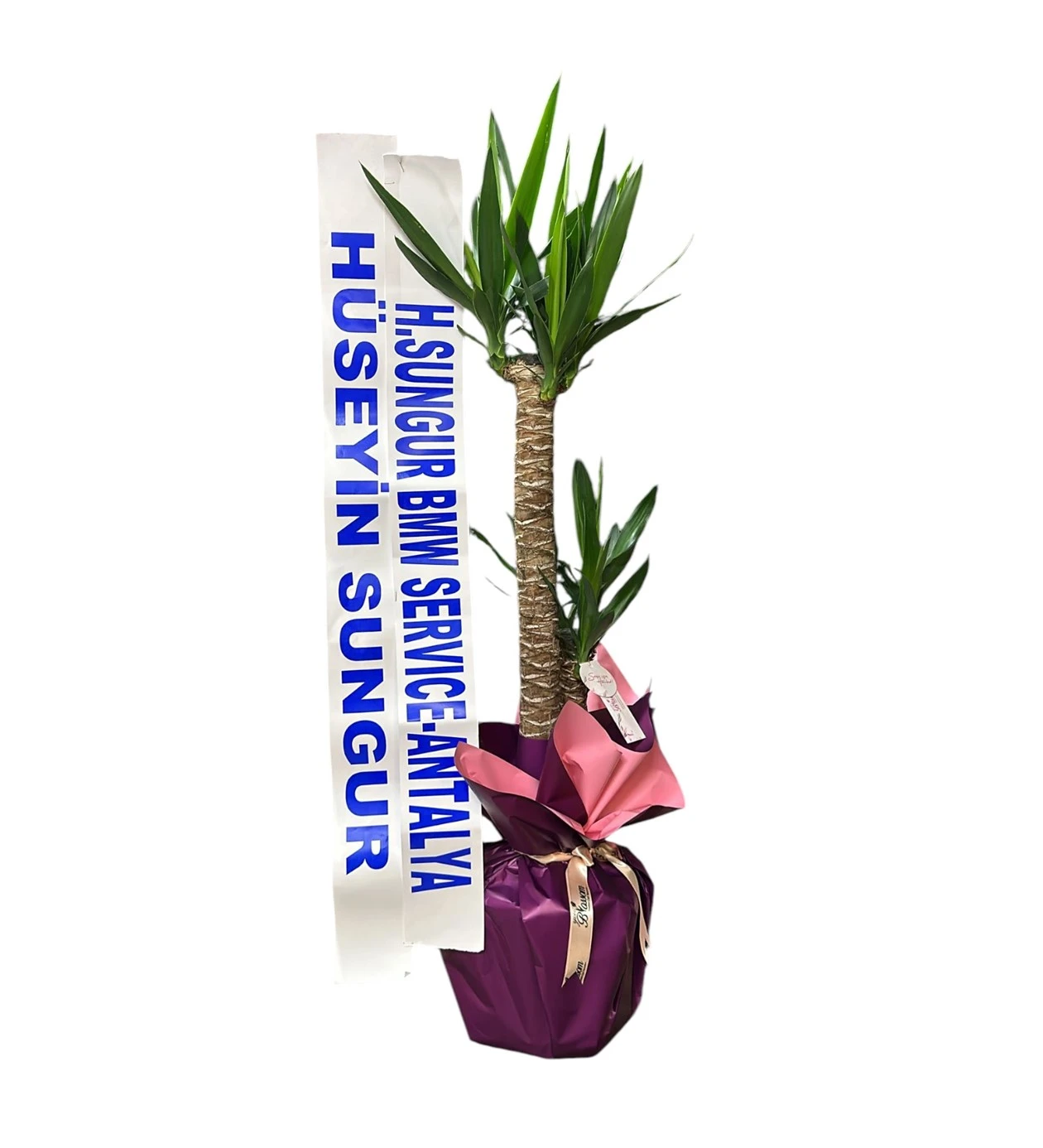 Yucca Bitkisi
