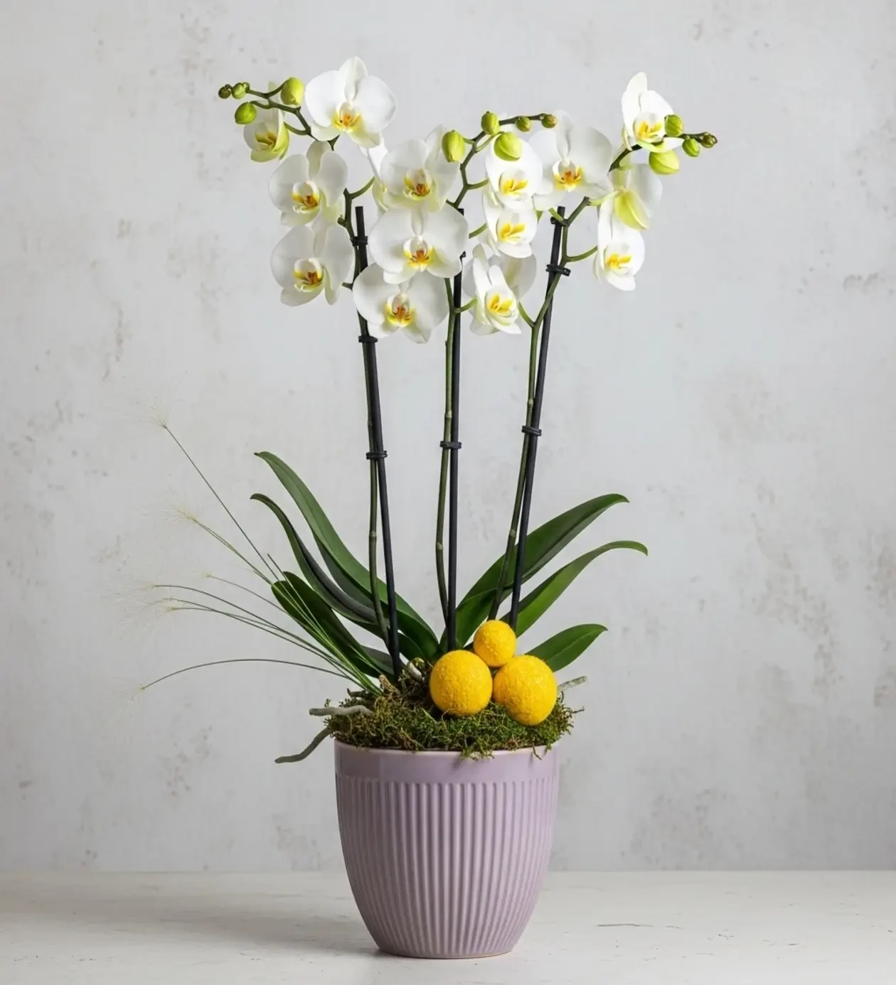 Pure Elegance White Orchid