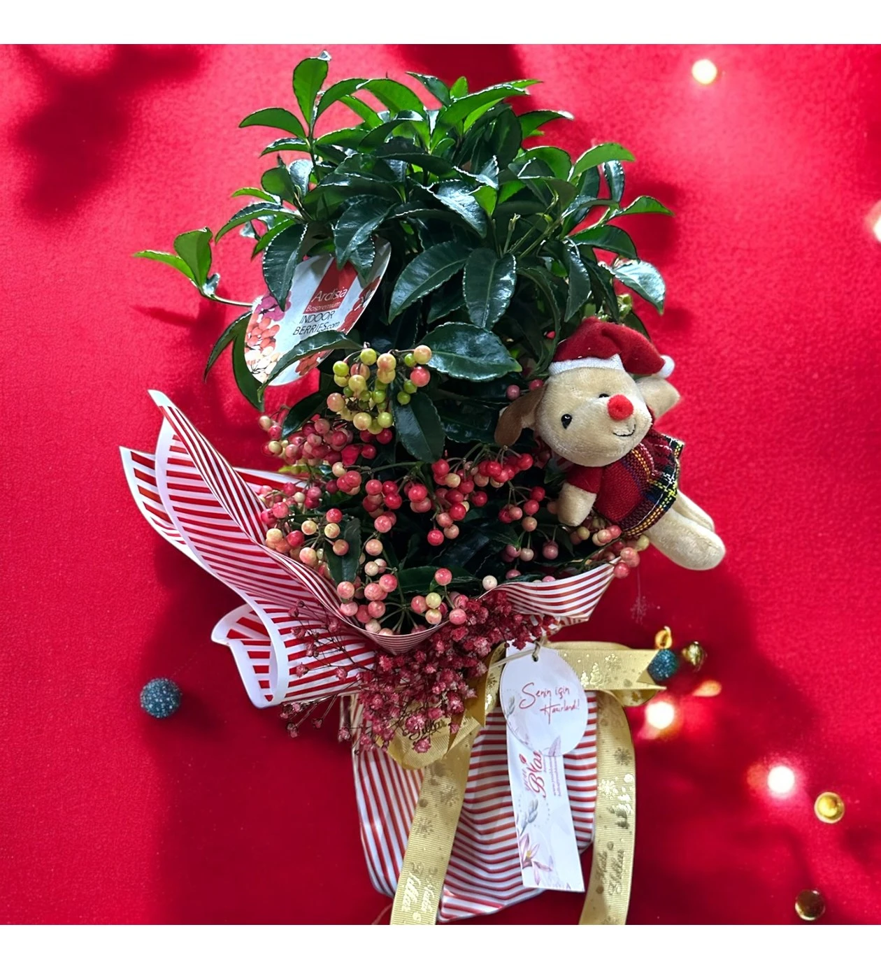 Yılbaşı Çiçeği: Ardisia Crenata