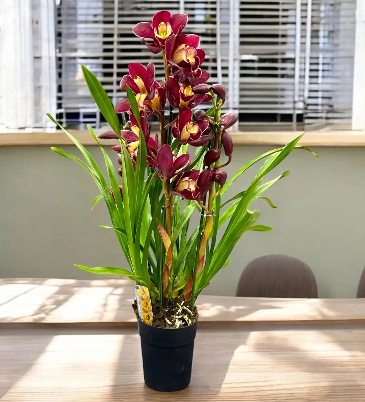 Vanda Orkide