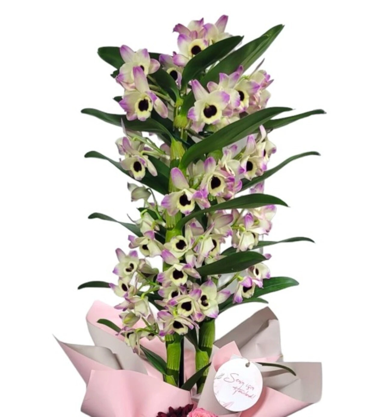 Dendrobium of Love