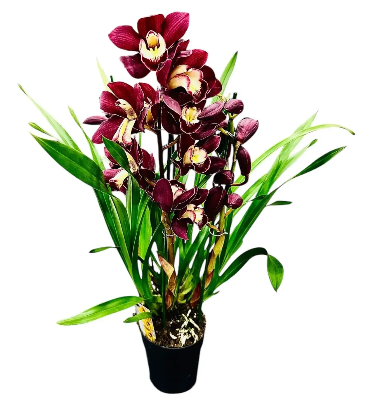 Vanda Orkide
