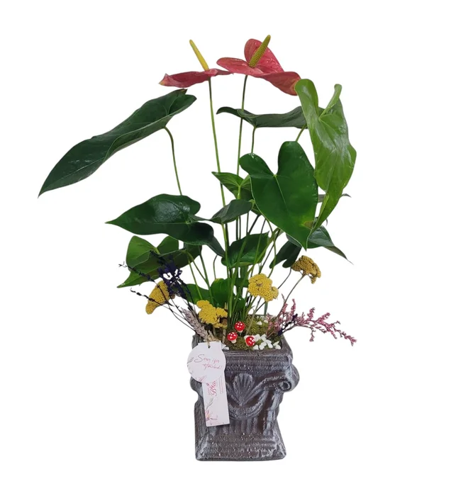 Flamingo Anthurium Çiçeği