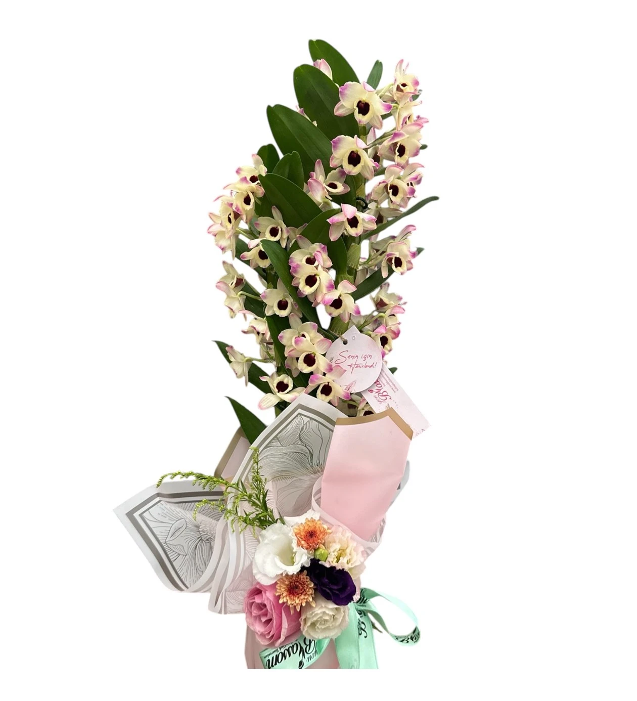 Çift Dallı Dendrobium Orkide