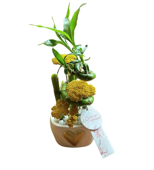 Minimalist Şanş Bambu Bitkisi